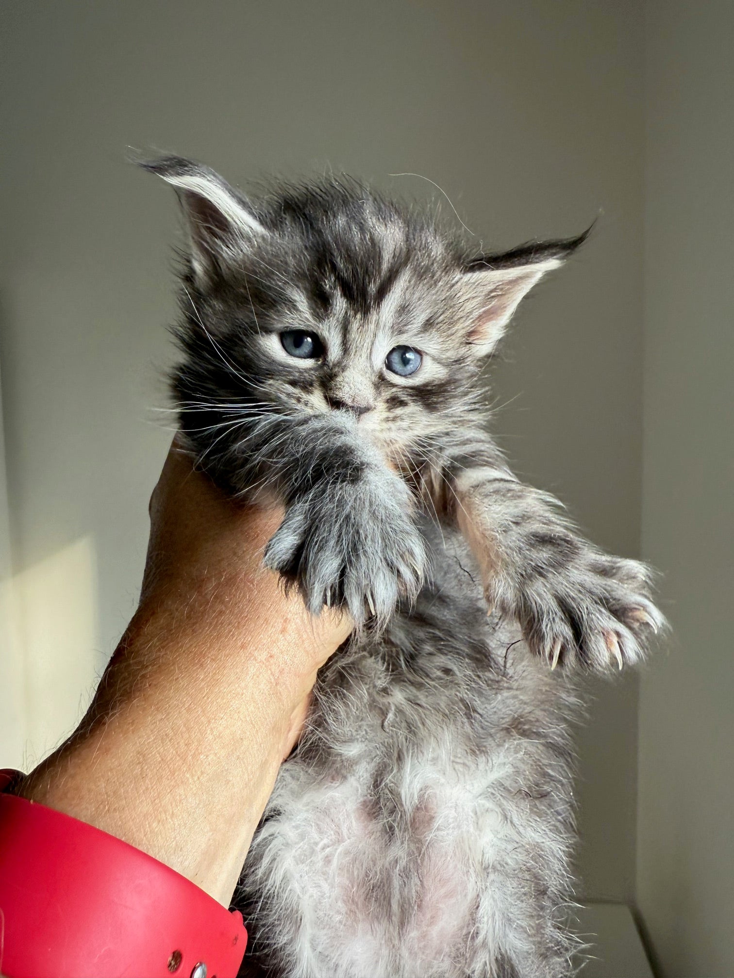 Black Silver Maine Coon male 3  / Located in Ottawa area
