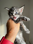 Load image into Gallery viewer, Black Silver Maine Coon male 3  / Located in Ottawa area

