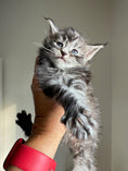 Load image into Gallery viewer, Black Silver Maine Coon male 3  / Located in Ottawa area
