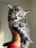 Load image into Gallery viewer, Black Silver Maine Coon male 3  / Located in Ottawa area
