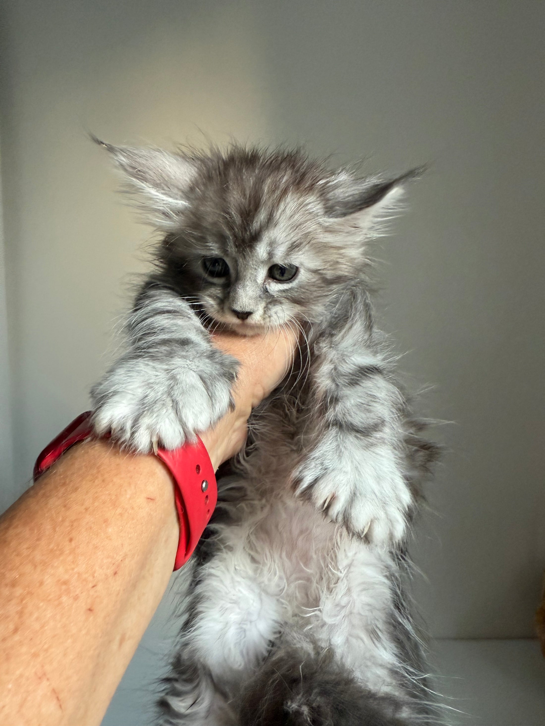 Black Silver Maine Coon Polydactyl male - located in Ottawa area