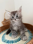 Load image into Gallery viewer, Black Silver Maine Coon Polydactyl male - located in Ottawa area

