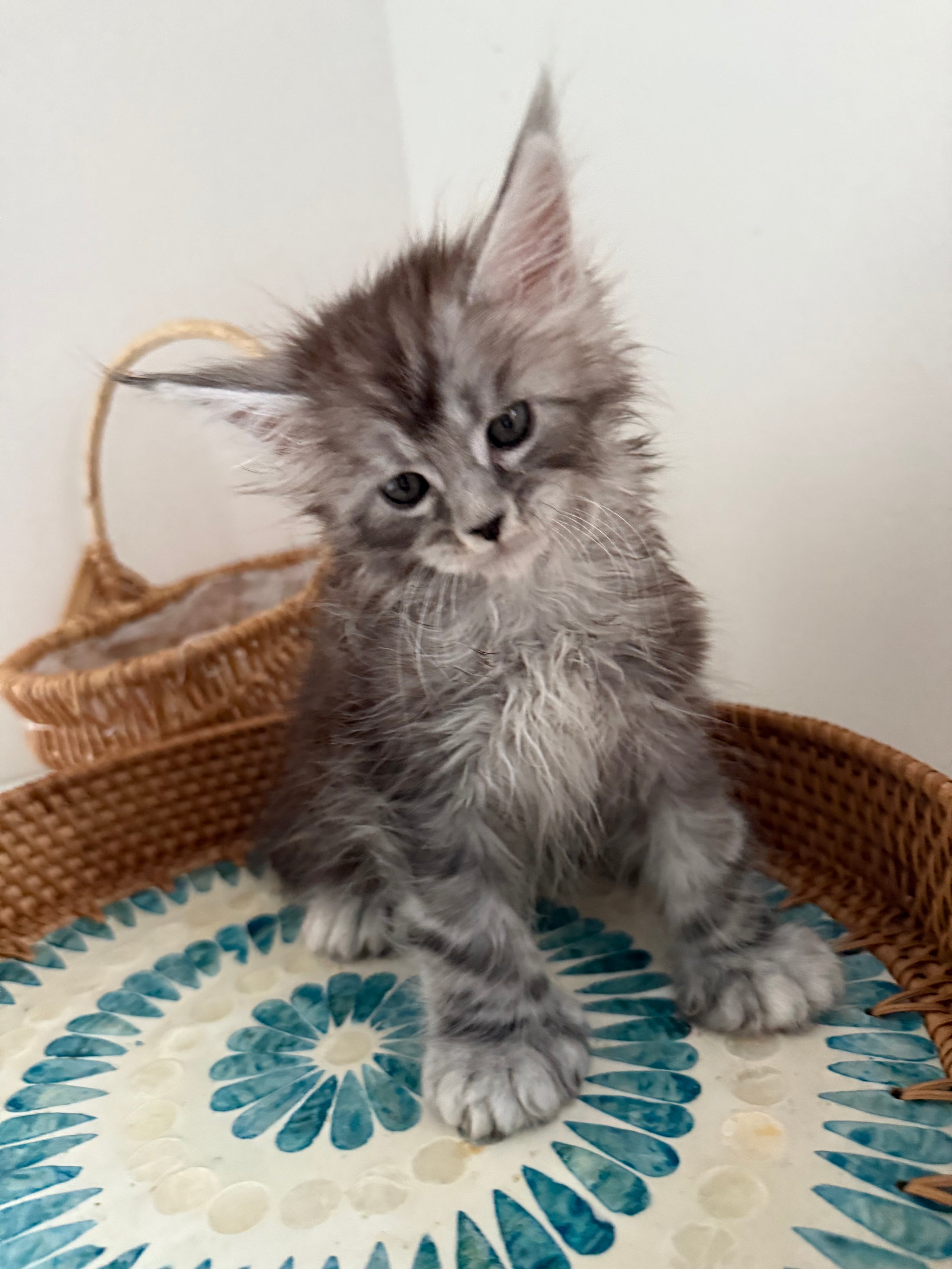 Black Silver Maine Coon Polydactyl male - located in Ottawa area