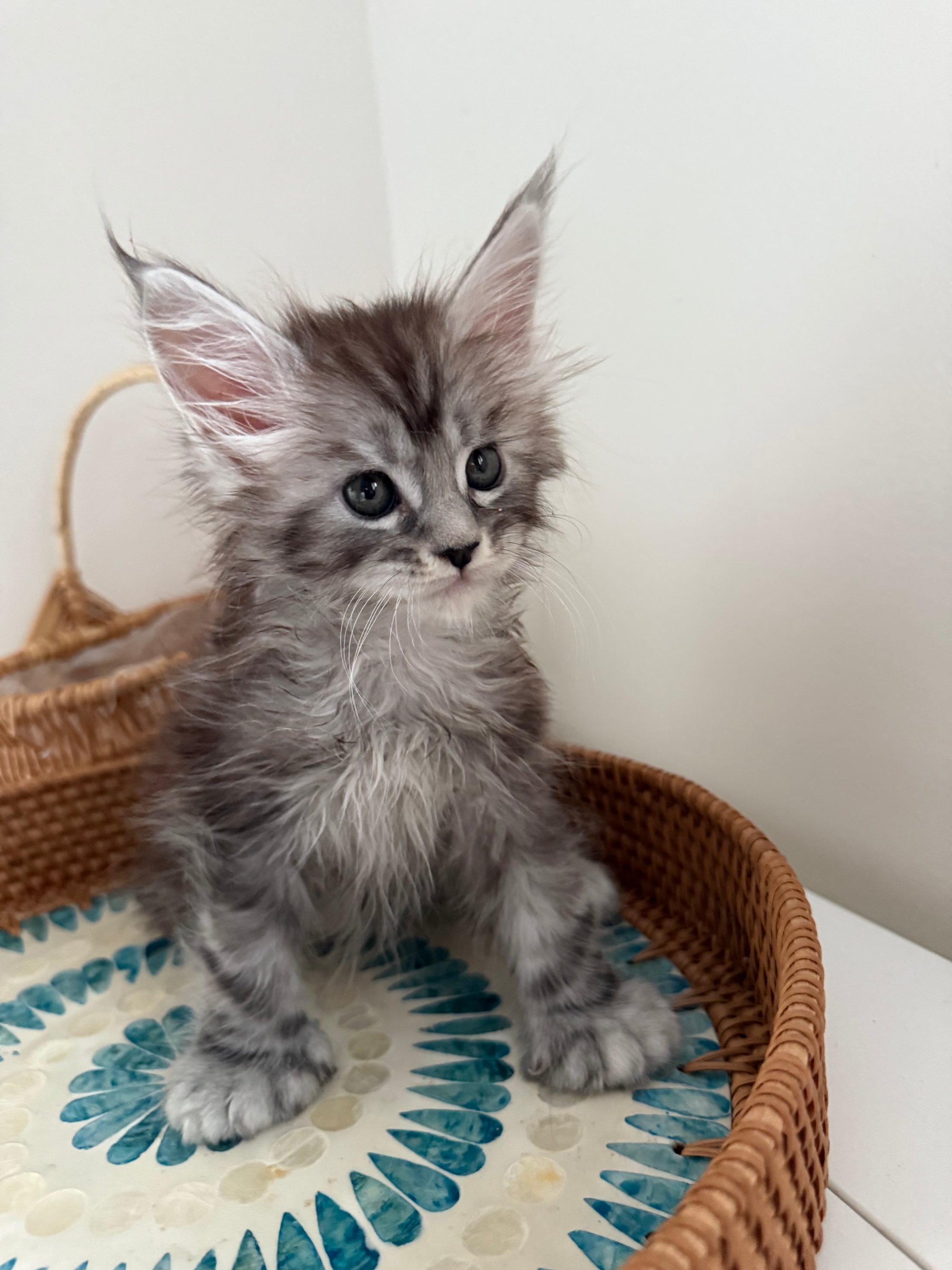 Black Silver Maine Coon Polydactyl male - located in Ottawa area