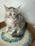 Load image into Gallery viewer, Silver Tortie Maine Coon female / Located in Ottawa area
