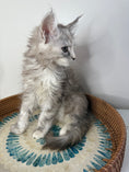 Load image into Gallery viewer, Silver Tortie Maine Coon female / Located in Ottawa area

