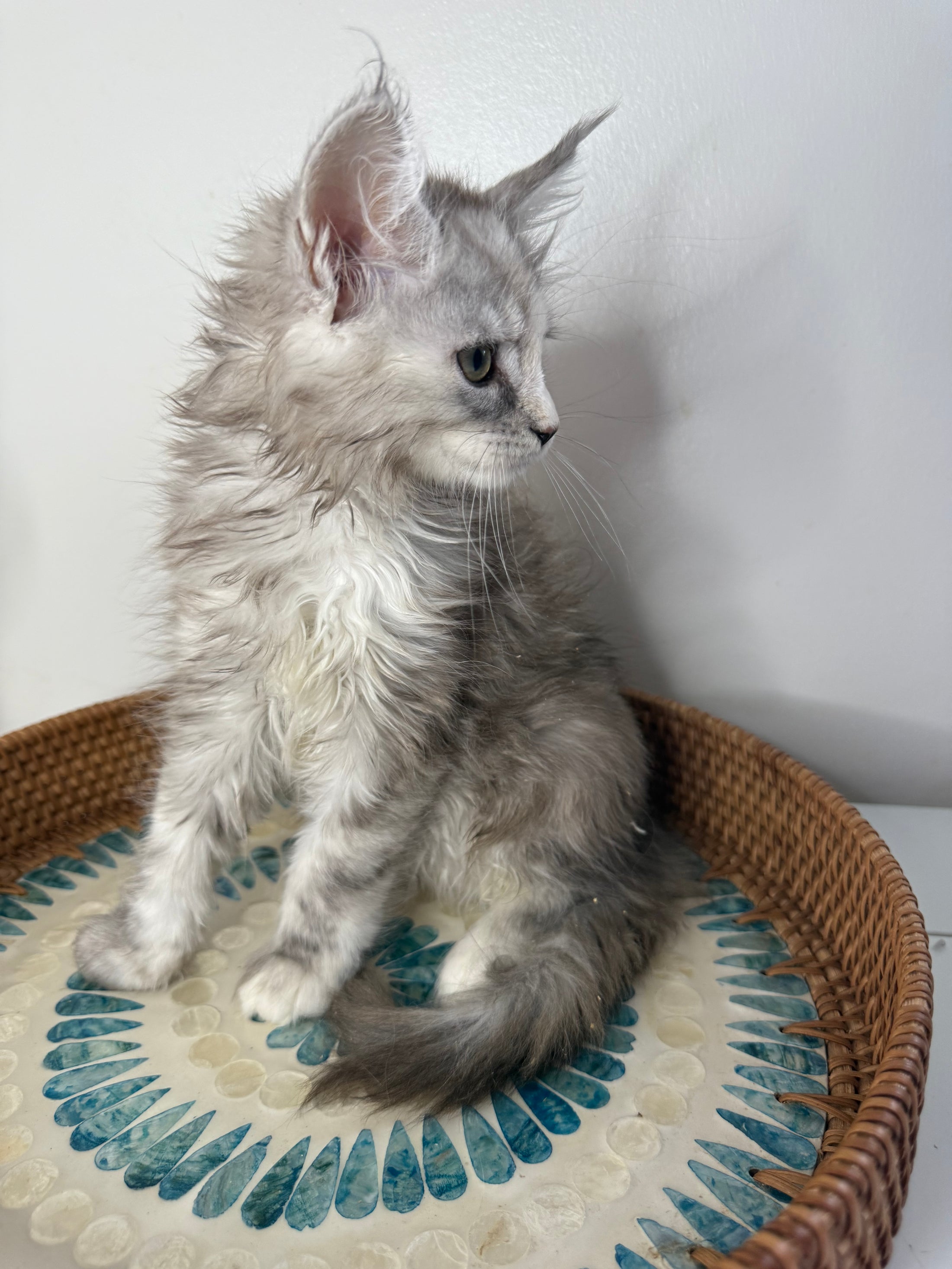 Silver Tortie Maine Coon female / Located in Ottawa area