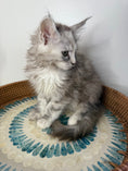 Load image into Gallery viewer, Silver Tortie Maine Coon female / Located in Ottawa area
