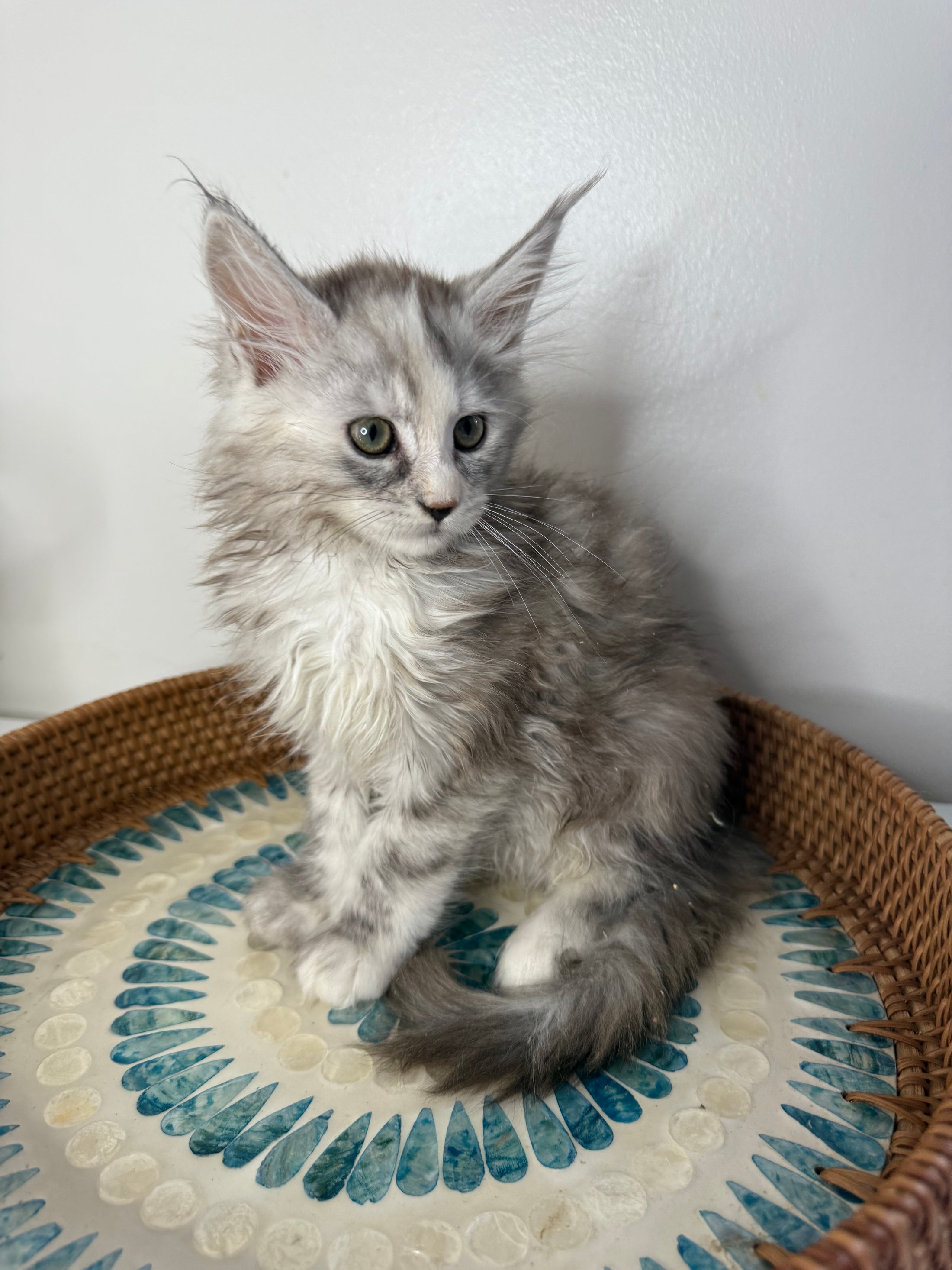 Silver Tortie Maine Coon female / Located in Ottawa area