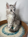 Load image into Gallery viewer, Silver Tortie Maine Coon female / Located in Ottawa area
