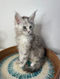 Load image into Gallery viewer, Silver Tortie Maine Coon female / Located in Ottawa area
