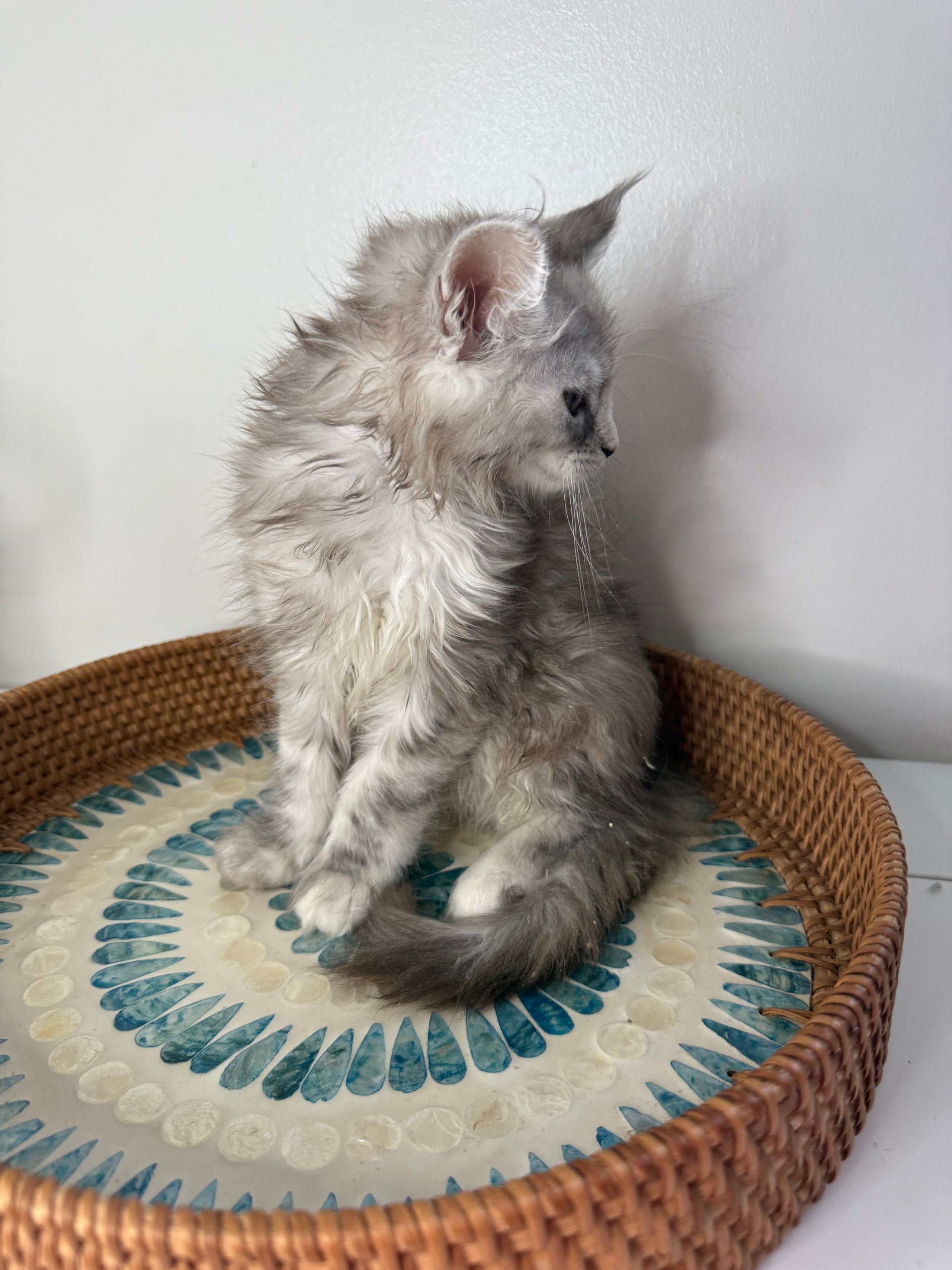 Silver Tortie Maine Coon female / Located in Ottawa area