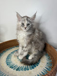 Load image into Gallery viewer, Silver Tortie Maine Coon female / Located in Ottawa area
