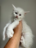 Load image into Gallery viewer, White Maine Coon female / Located in Ottawa area
