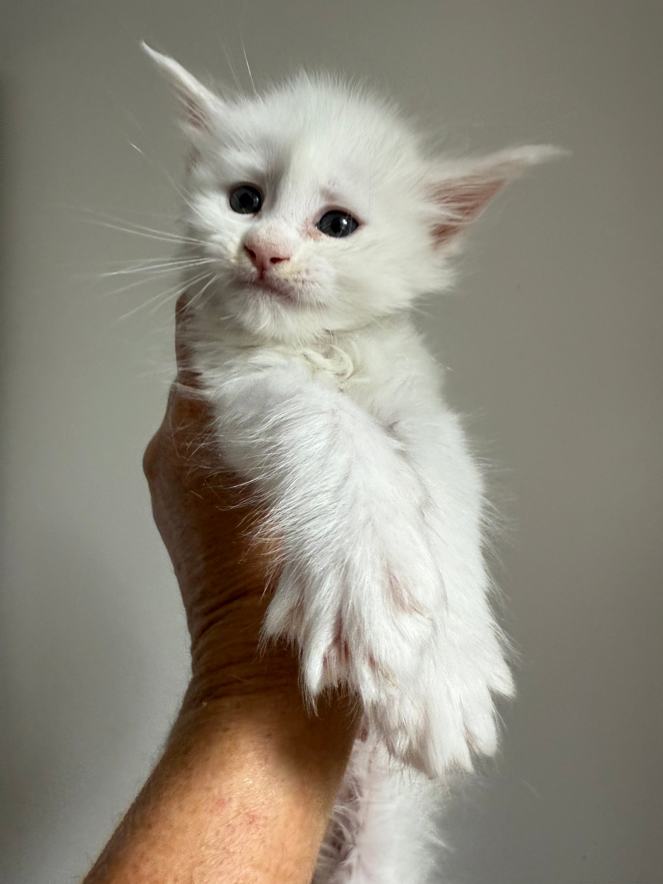 White Maine Coon female / Located in Ottawa area