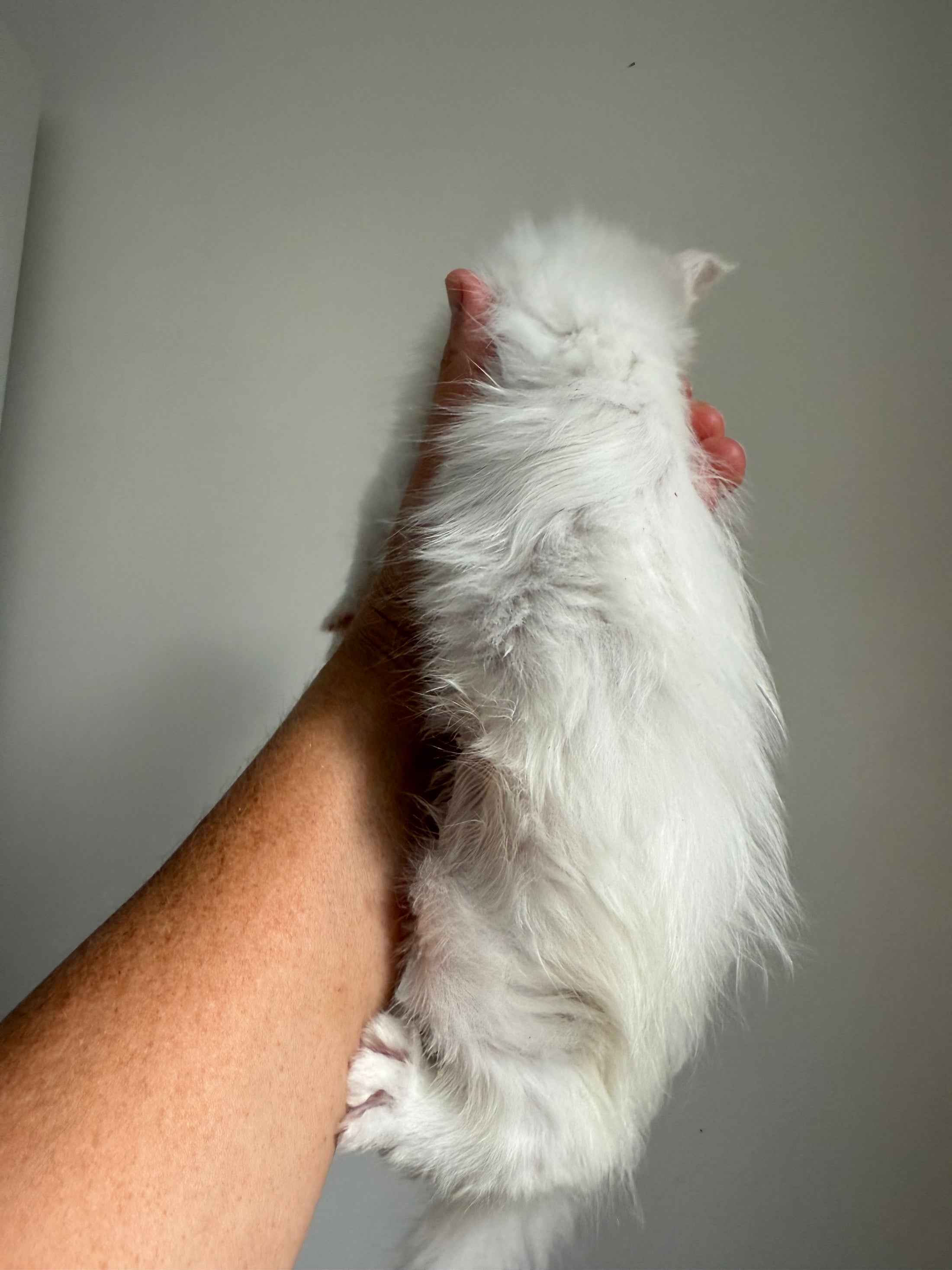 White Maine Coon female / Located in Ottawa area