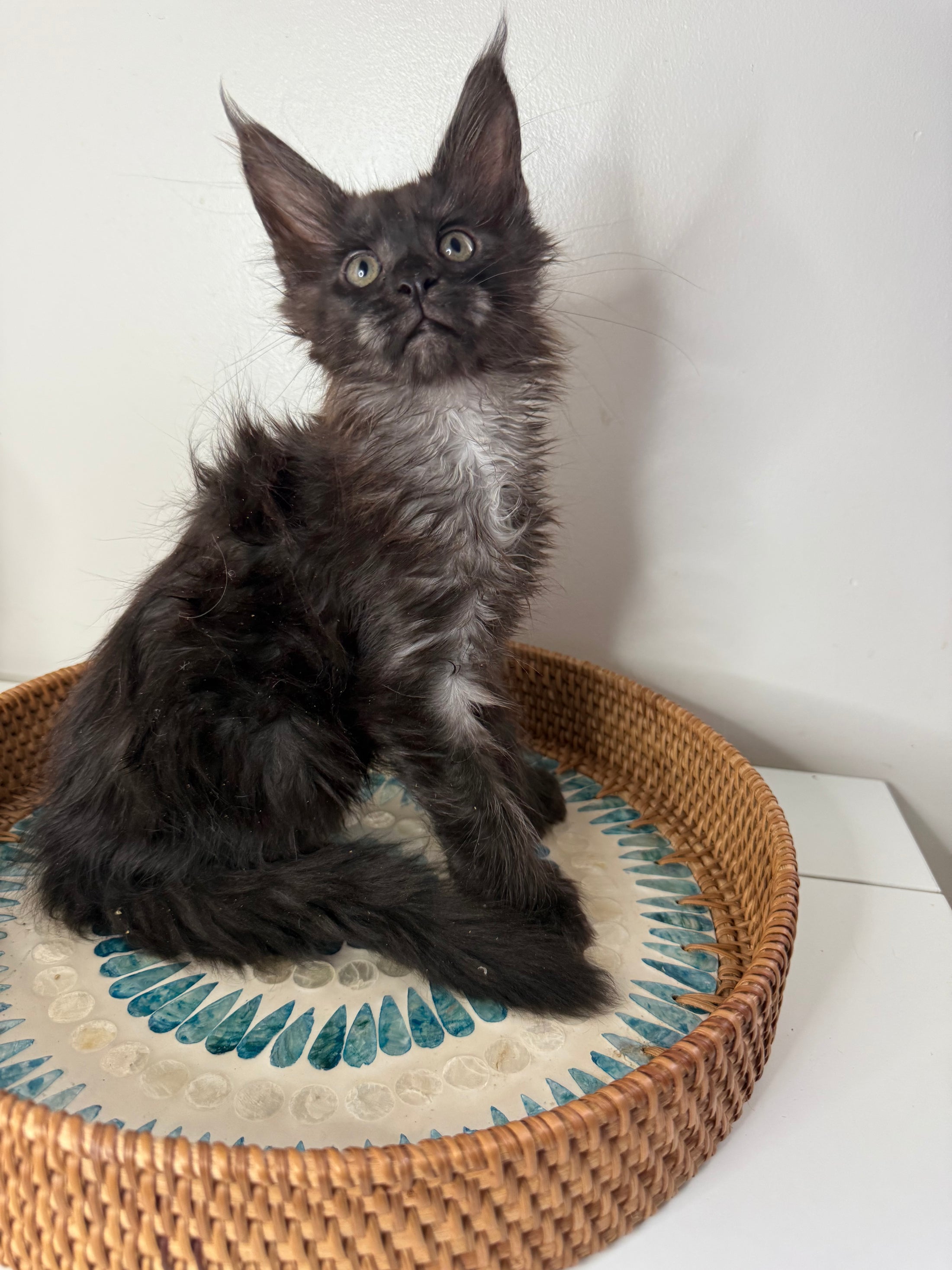 Black Smoke Maine Coon Polydactyl female - located in Ottawa area