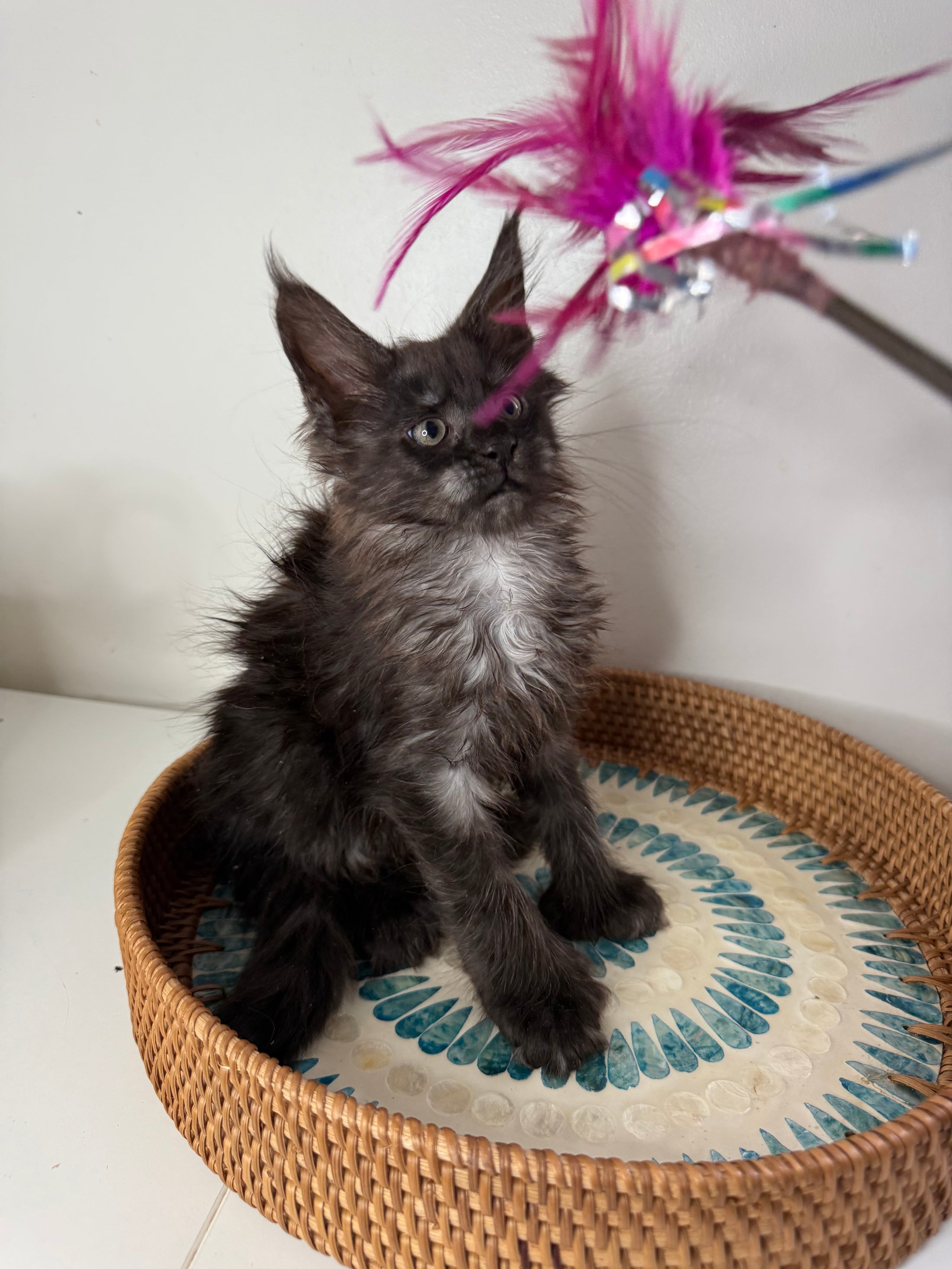 Black Smoke Maine Coon Polydactyl female - located in Ottawa area