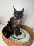 Load image into Gallery viewer, Black Smoke Maine Coon Polydactyl female - located in Ottawa area
