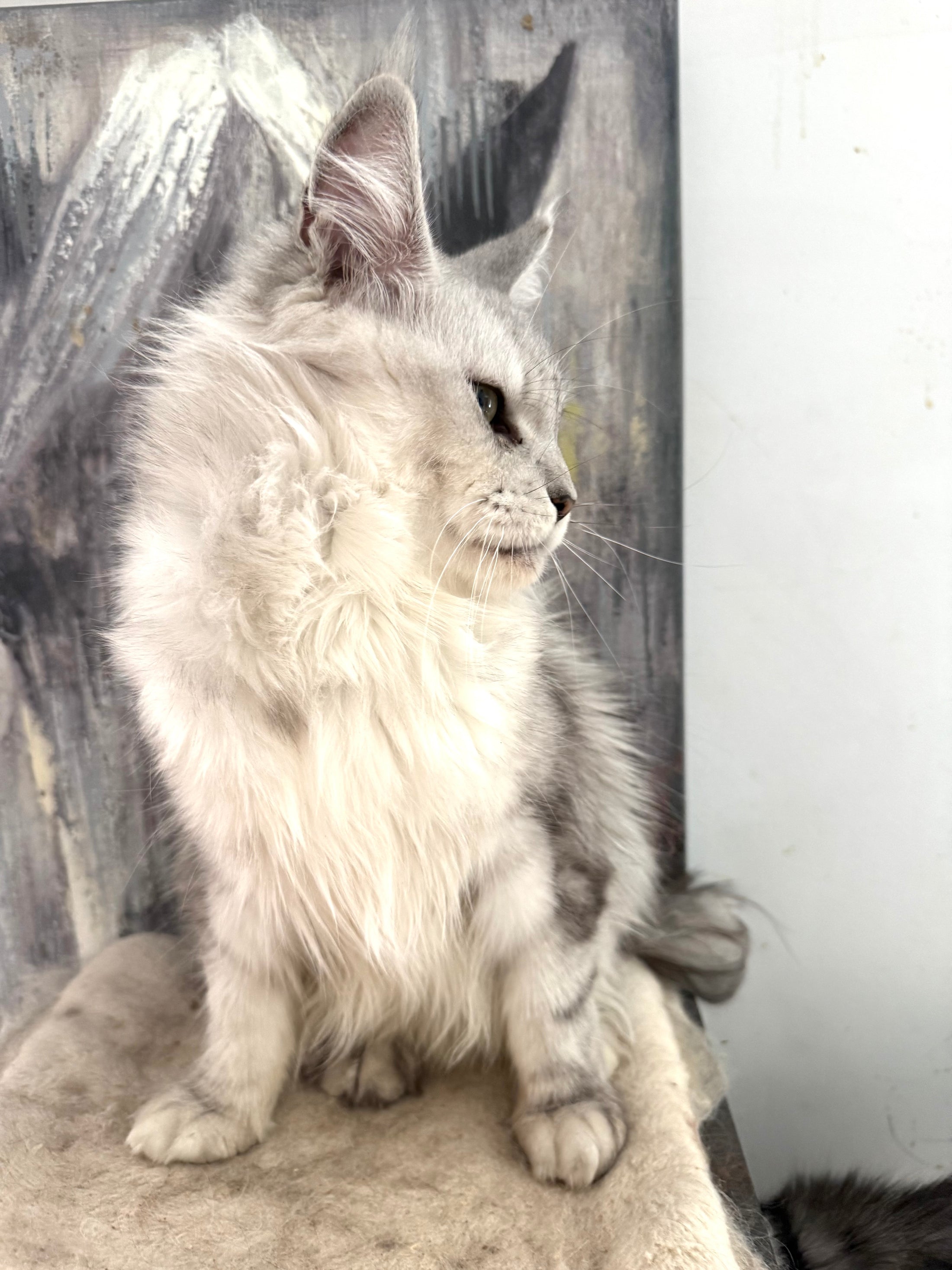 Black Silver Maine Coon older female / Located in Ottawa area / 4 years old