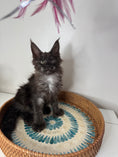 Load image into Gallery viewer, Black Smoke Maine Coon Polydactyl female - located in Ottawa area
