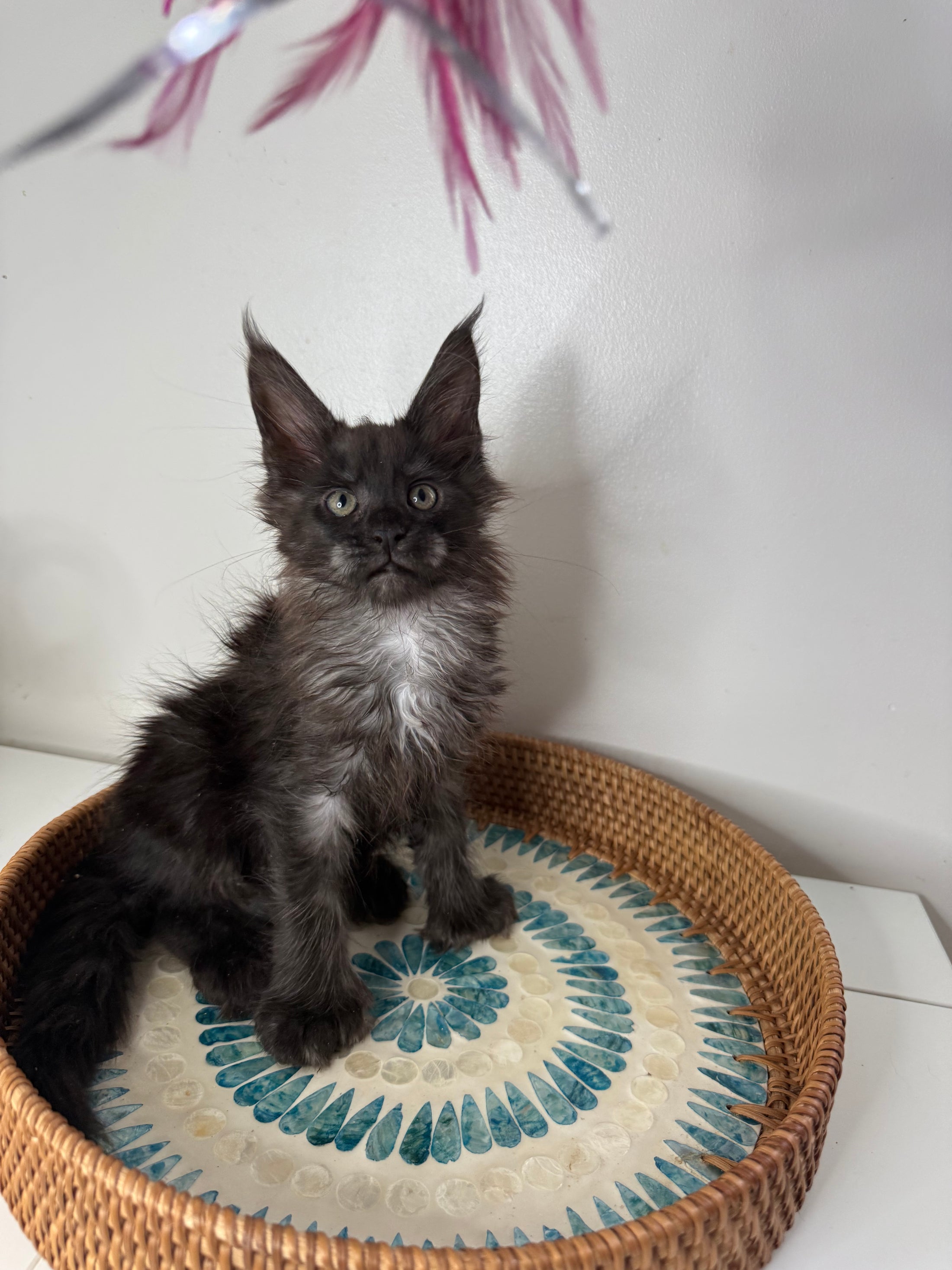 Black Smoke Maine Coon Polydactyl female - located in Ottawa area