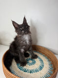 Load image into Gallery viewer, Black Smoke Maine Coon Polydactyl female - located in Ottawa area
