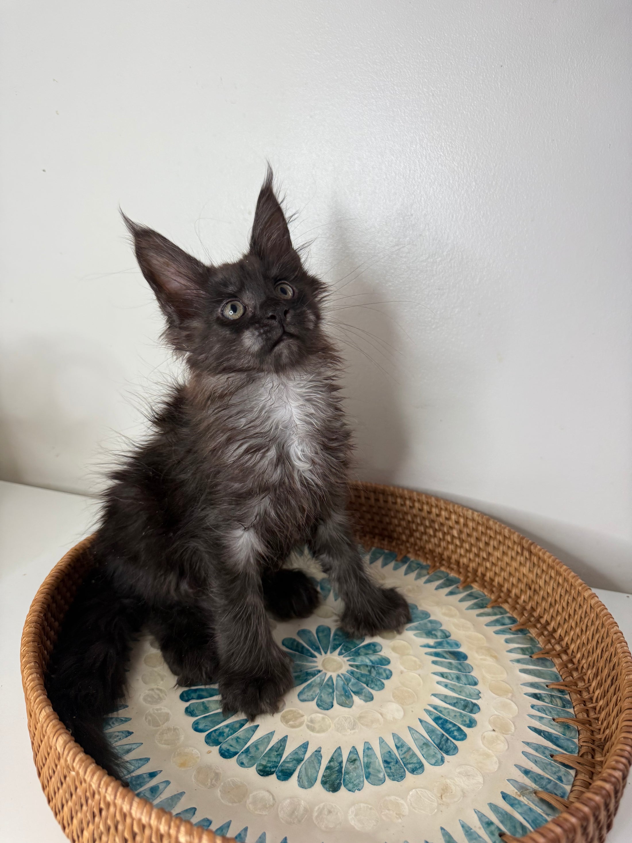 Black Smoke Maine Coon Polydactyl female - located in Ottawa area