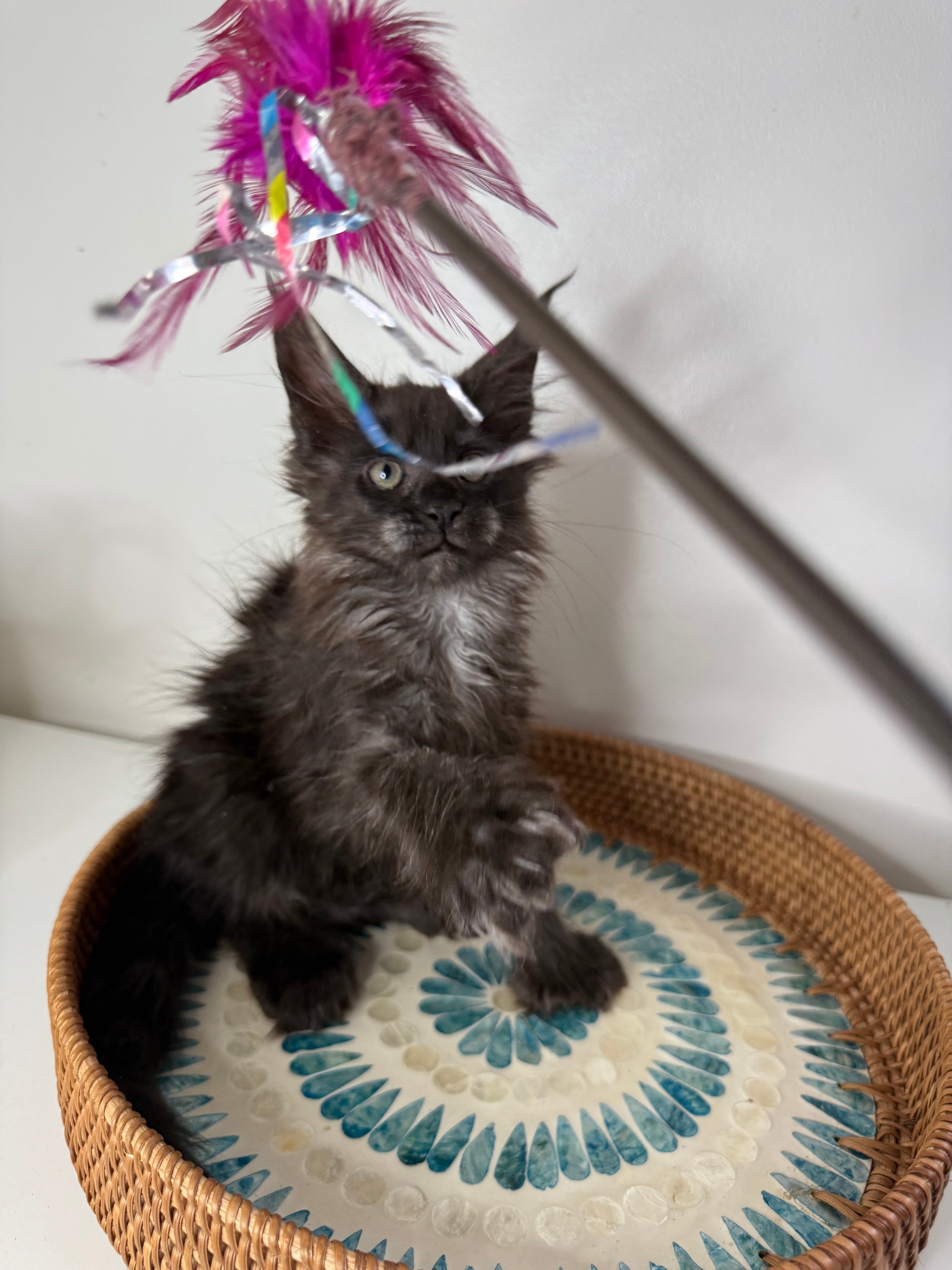 Black Smoke Maine Coon Polydactyl female - located in Ottawa area