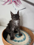 Load image into Gallery viewer, Black Smoke Maine Coon Polydactyl female - located in Ottawa area
