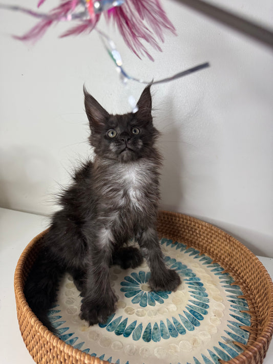Black Smoke Maine Coon Polydactyl female - located in Ottawa area