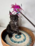 Load image into Gallery viewer, Black Smoke Maine Coon Polydactyl female - located in Ottawa area
