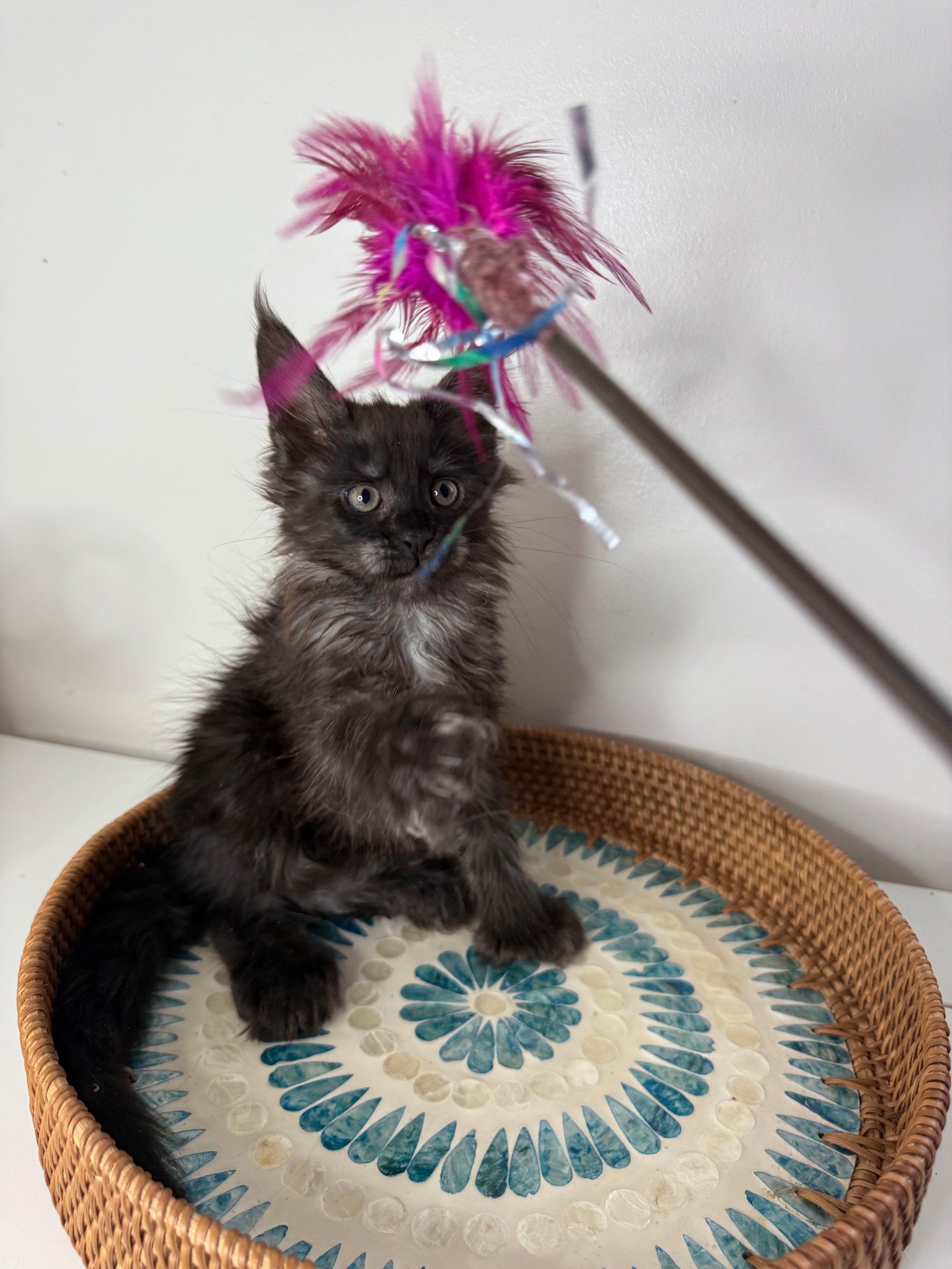 Black Smoke Maine Coon Polydactyl female - located in Ottawa area