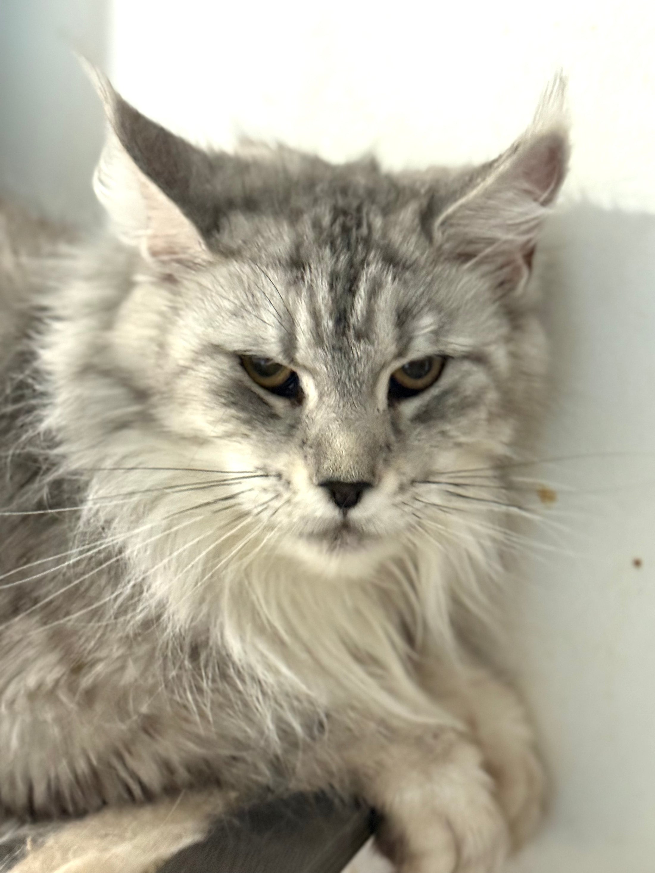 Black Silver Maine Coon older female / Located in Ottawa area / 2 years old