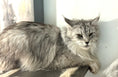 Load image into Gallery viewer, Black Silver Maine Coon older female / Located in Ottawa area / 2 years old
