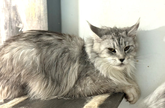 Black Silver Maine Coon older female / Located in Ottawa area / 2 years old