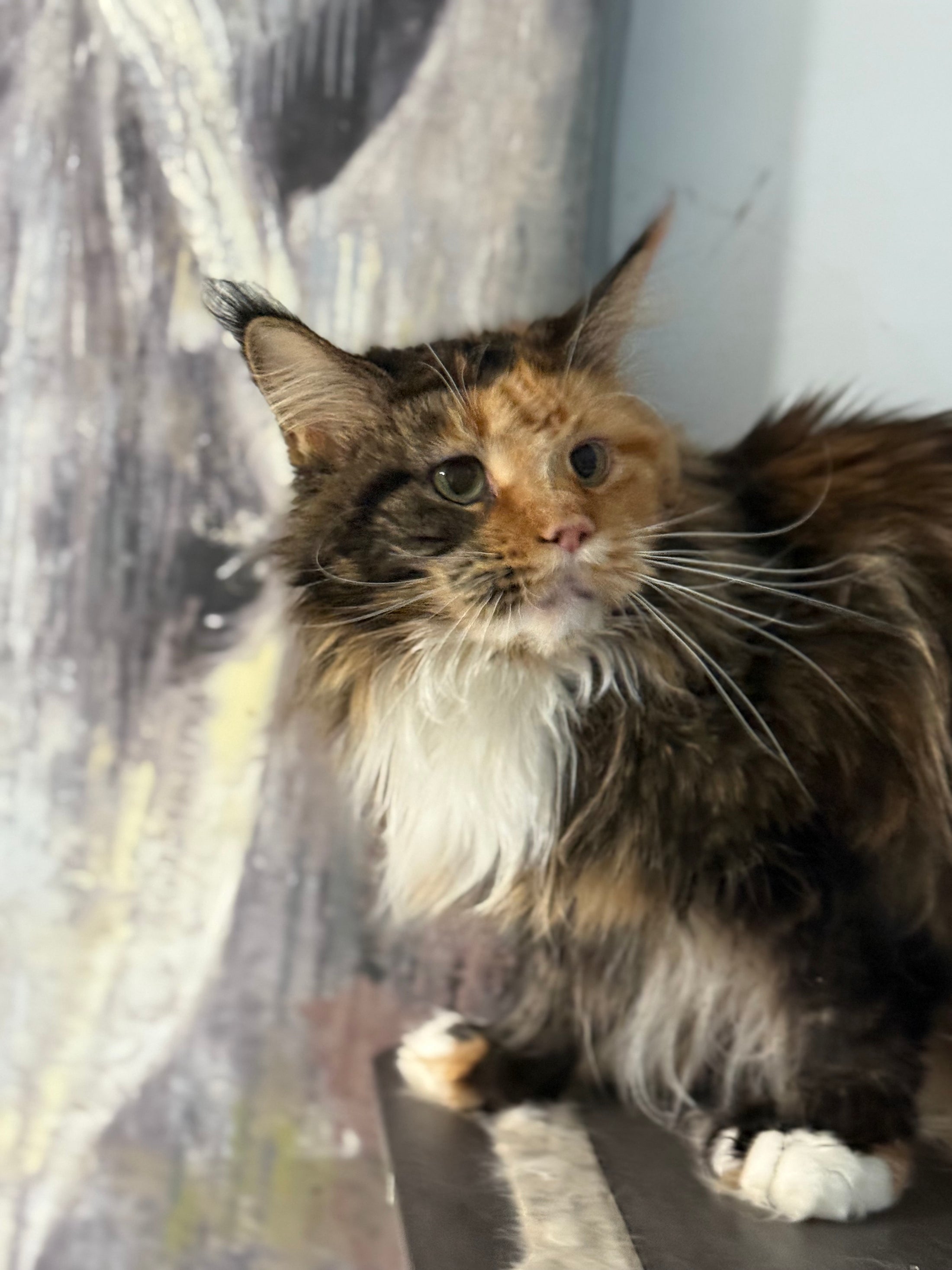 Black Tortie Maine Coon Polydactyl older female / Located in Ottawa area / 2 years old