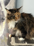 Load image into Gallery viewer, Black Tortie Maine Coon Polydactyl older female / Located in Ottawa area / 2 years old
