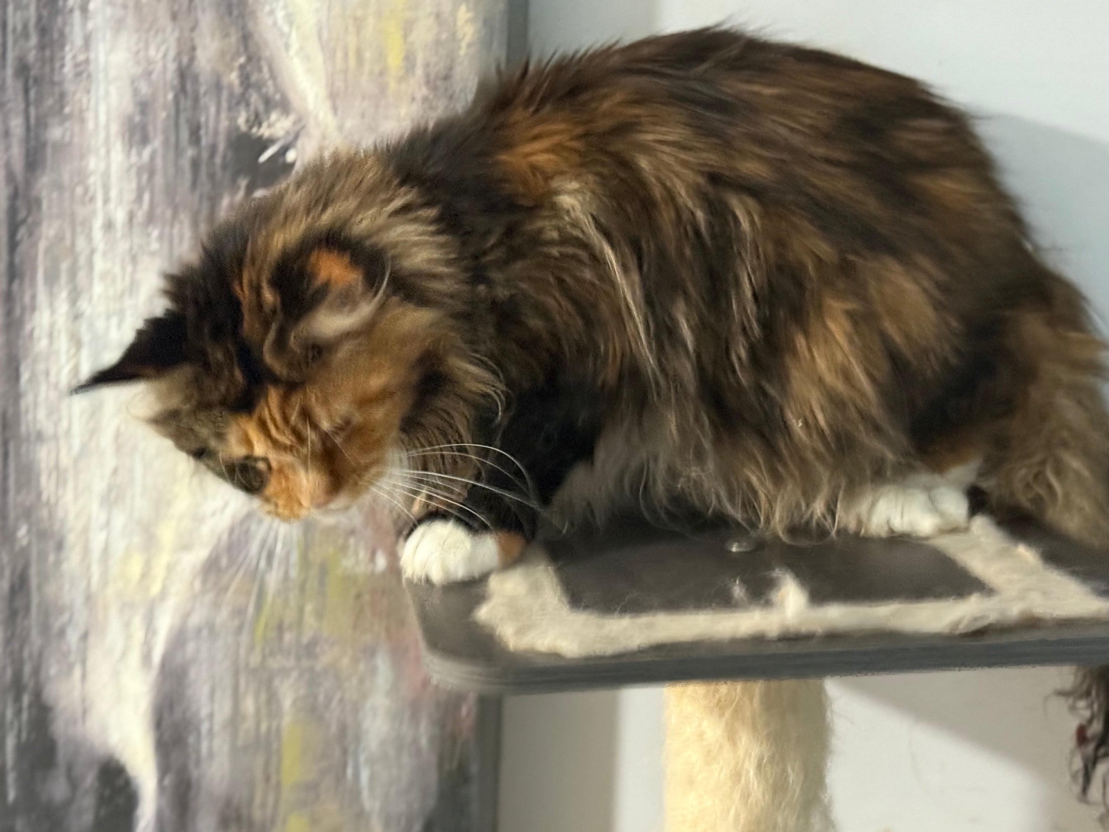 Black Tortie Maine Coon Polydactyl older female / Located in Ottawa area / 2 years old