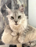 Load image into Gallery viewer, Black Silver Maine Coon older female / Located in Ottawa area / 4 years old
