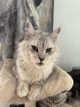 Load image into Gallery viewer, Black Silver Maine Coon older female / Located in Ottawa area / 4 years old
