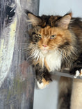 Load image into Gallery viewer, Black Tortie Maine Coon Polydactyl older female / Located in Ottawa area / 2 years old
