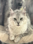 Load image into Gallery viewer, Black Silver Maine Coon older female / Located in Ottawa area / 4 years old
