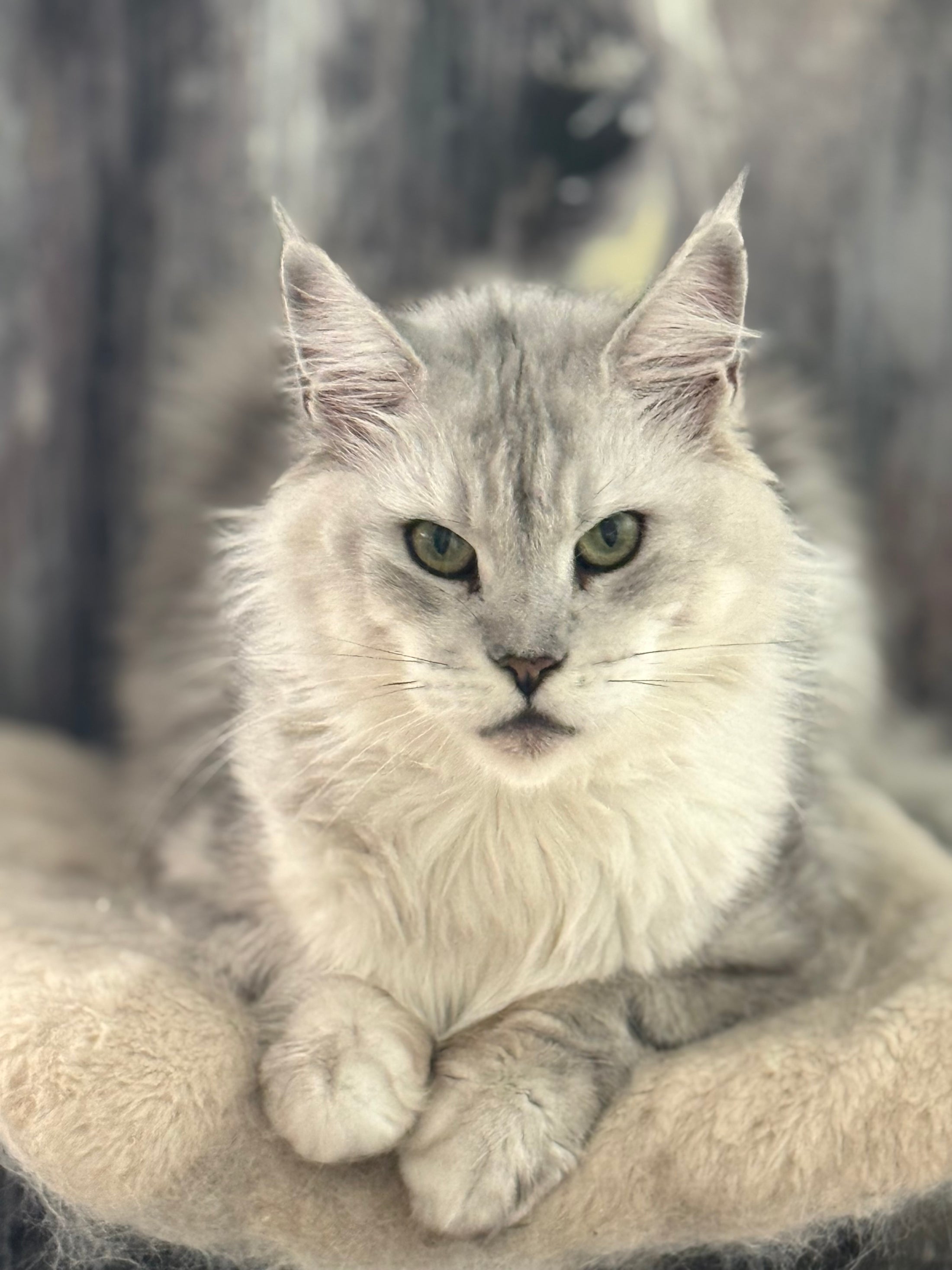 Black Silver Maine Coon older female / Located in Ottawa area / 4 years old