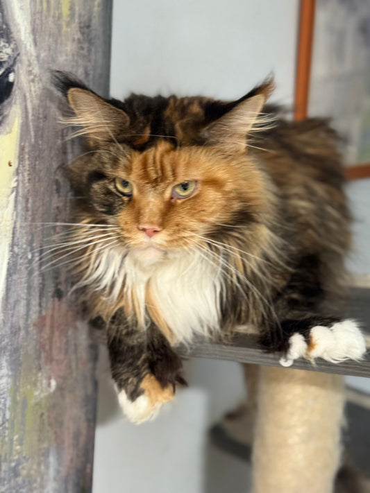 Black Tortie Maine Coon Polydactyl older female / Located in Ottawa area / 2 years old