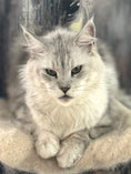 Load image into Gallery viewer, Black Silver Maine Coon older female / Located in Ottawa area / 4 years old
