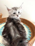 Load image into Gallery viewer, Black Silver Maine Coon male 2  / Located in Ottawa area

