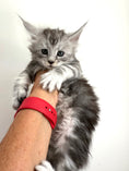 Load image into Gallery viewer, Black Silver Maine Coon male 2  / Located in Ottawa area
