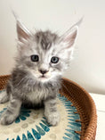 Load image into Gallery viewer, Black Silver Maine Coon male 2  / Located in Ottawa area

