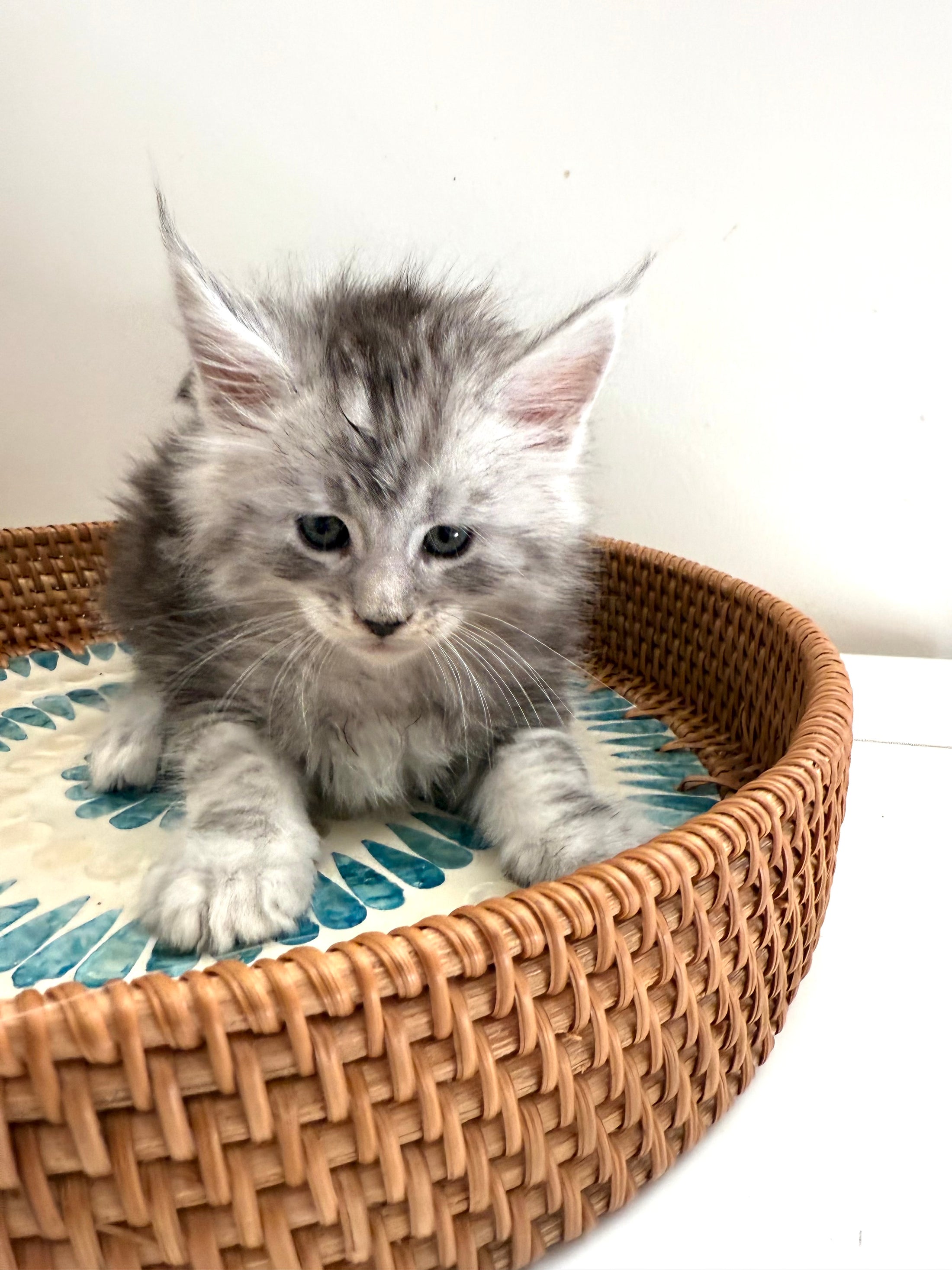 Black Silver Maine Coon male / Located in Ottawa area